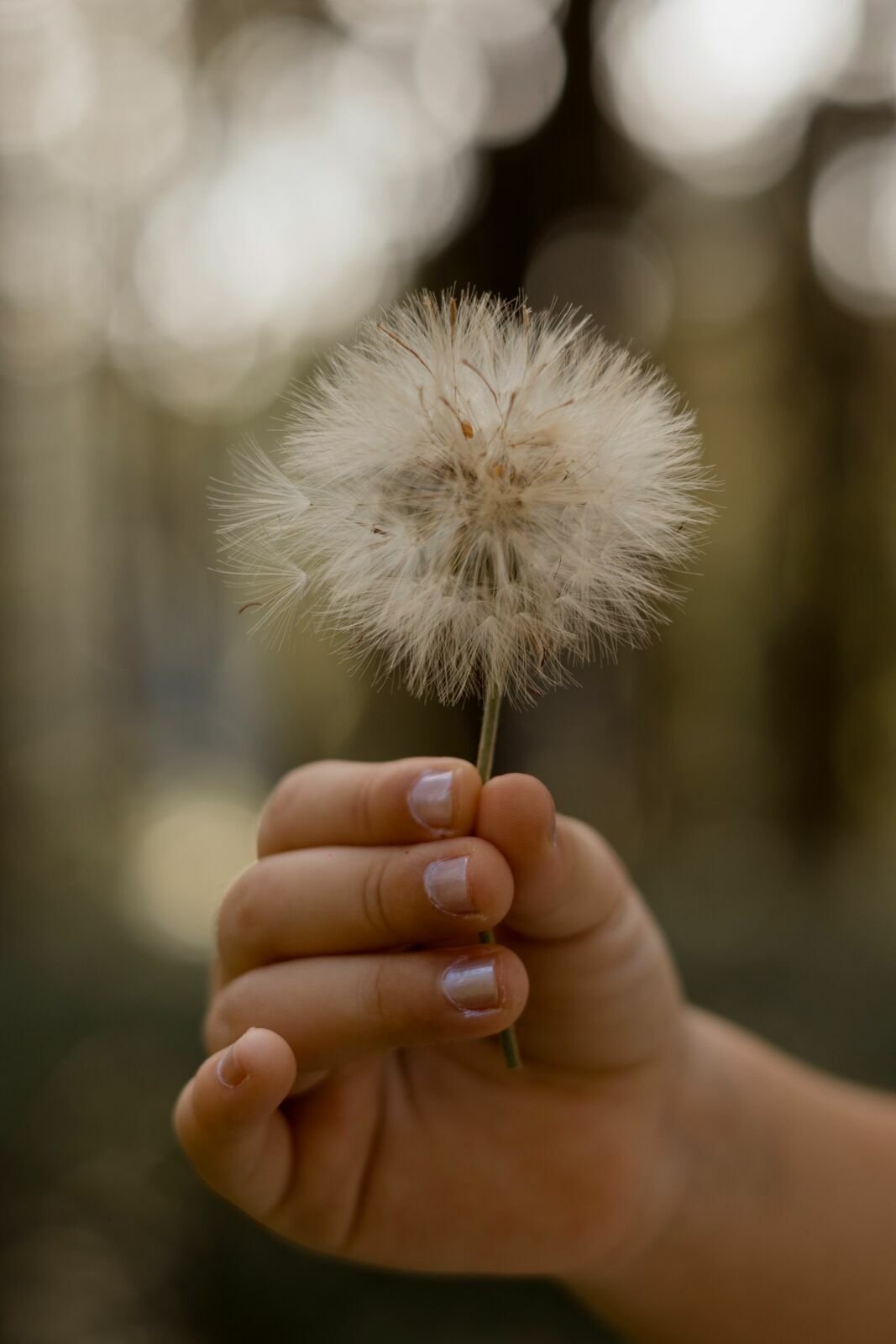 Foto FamÃƒÂ­lia - Rafael, Karina e Gigi - Imagem 11
